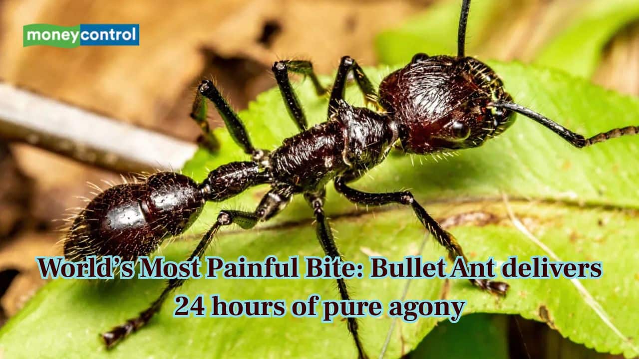 World’s Most Painful Bite: This ant gives most painful bite lasts for 24 hours!