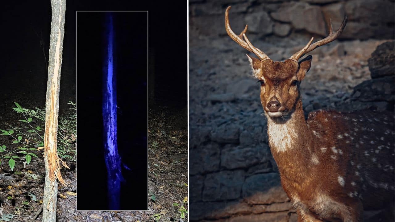 Do Deers have a favourite fragrance? Study finds they choose strong-scented trees