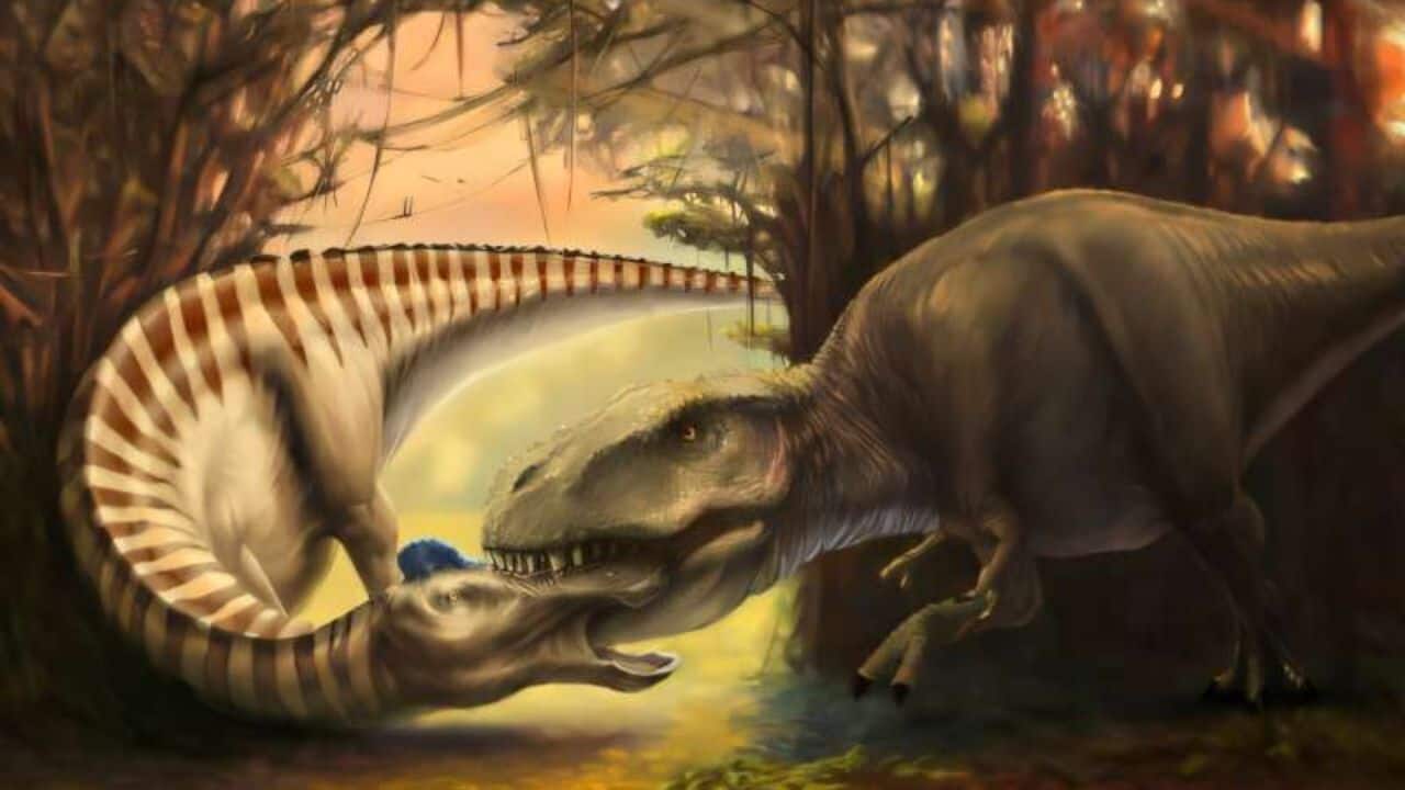 Tooth in the bone: Montana Museum fossil reveals face to face Tyrannosaurus attack
