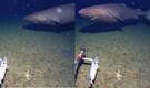 Watch: First confirmed shark recorded in Antarctica’s icy waters stuns scientists