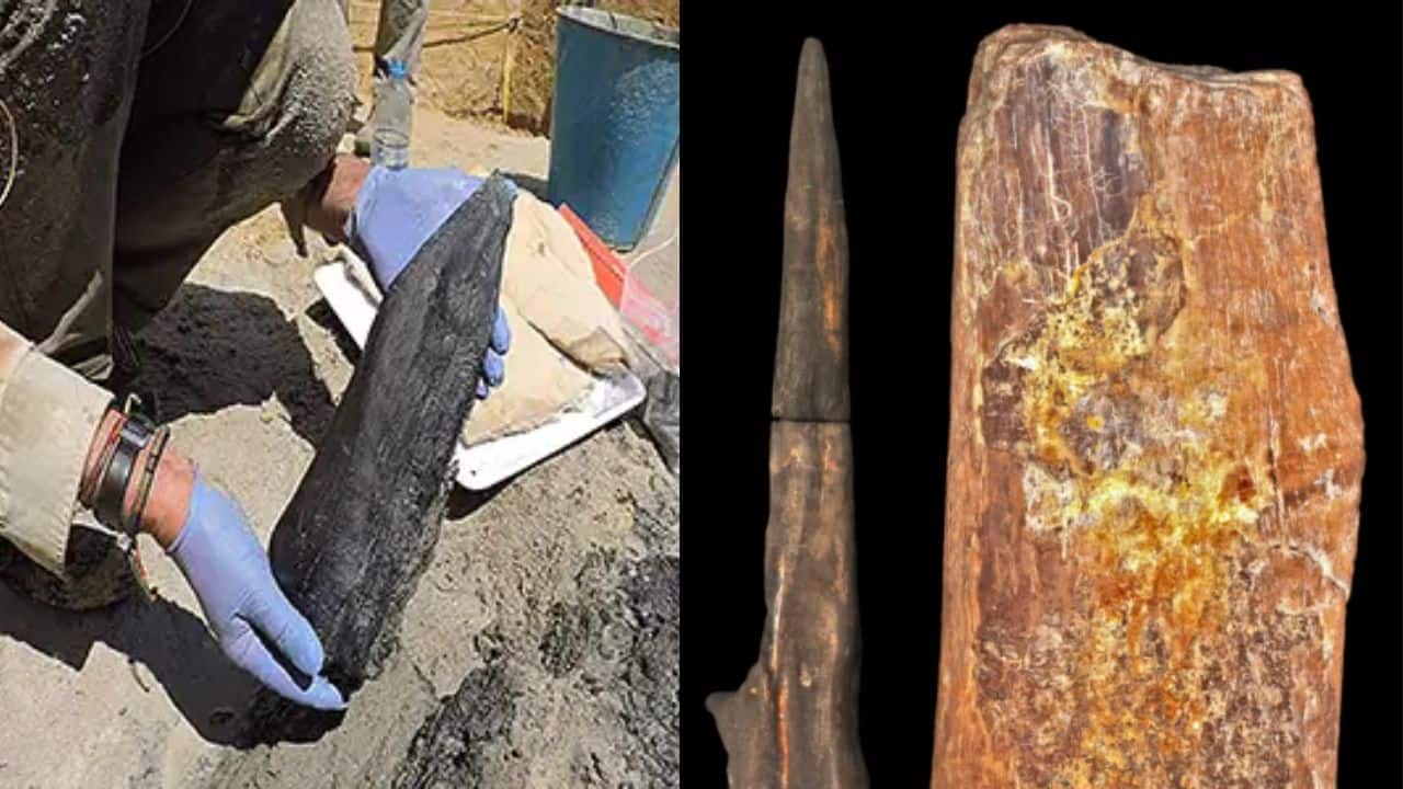 A wedge-shaped piece of wood discovered at Kalambo Falls. (Professor Larry Barham/University of Liverpool)