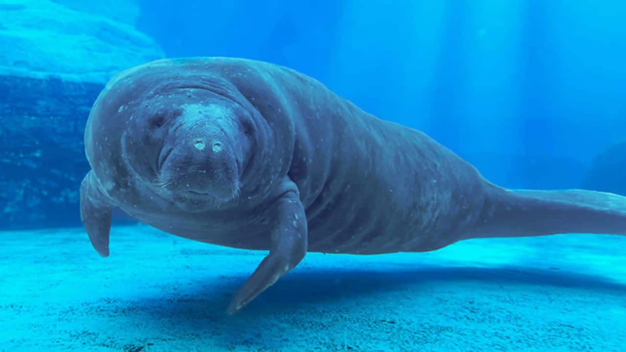 At 71, Romeo the ‘gentle giant’ becomes the oldest manatee ever recorded