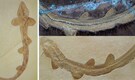 Meet Bavariscyllium: This 25-centimetre shark that lived 150 million years ago forced scientists to re-think shark evolution