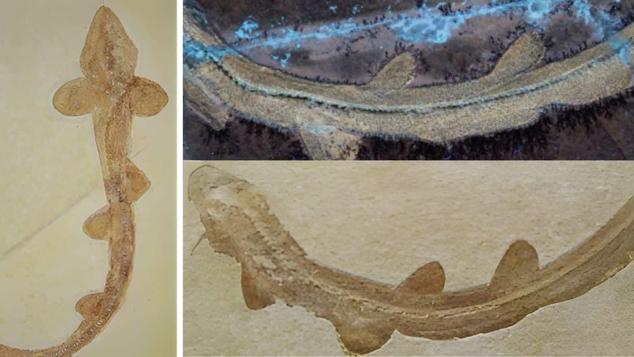 Meet Bavariscyllium: This 25-centimetre shark that lived 150 million years ago forced scientists to re-think shark evolution