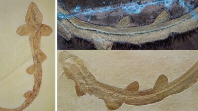 Endoskeleton of †Bavariscyllium tischlingeri from the Late Jurassic Period. (Image: Communications Biology)