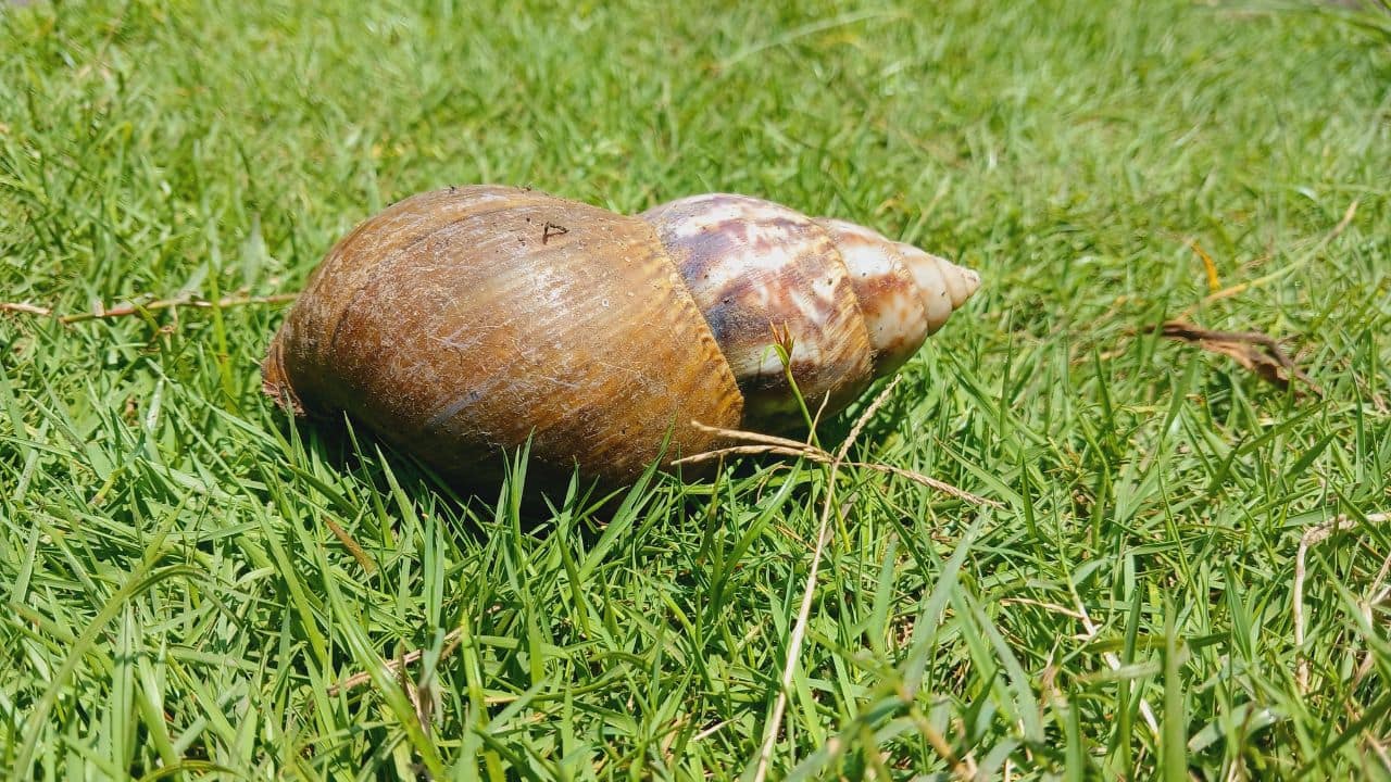 The world's largest snail is nearly one meter long and almost as heavy as a three-year-old child