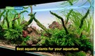 These 7 aquatic plants will steal the spotlight in your aquarium 