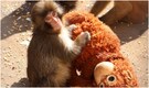 Abandoned by mother, 6-month old macaque finds comfort in plush toy. All about Punch, the viral monkey