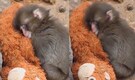 Abandoned at birth, comforted by an orangutan plush toy: Meet Punch, the ‘lonely’ baby monkey making the internet cry