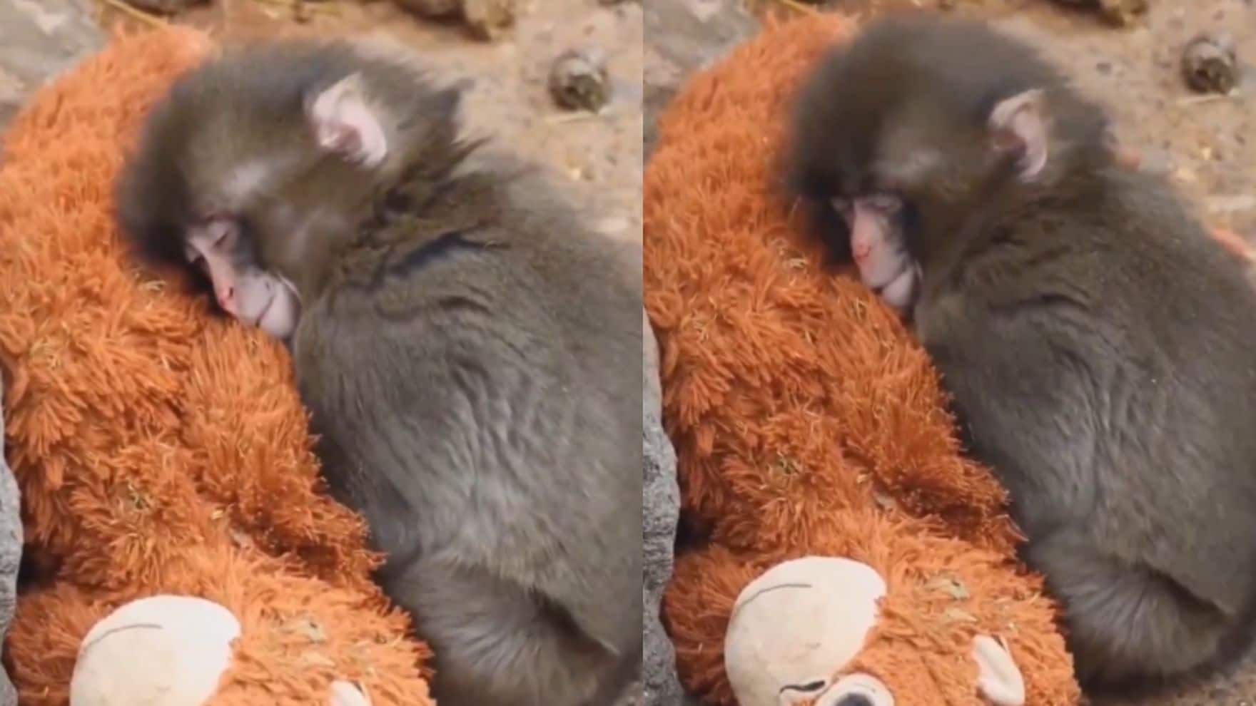Abandoned at birth, comforted by an orangutan plush toy: Meet Punch, the ‘lonely’ baby monkey making the internet cry