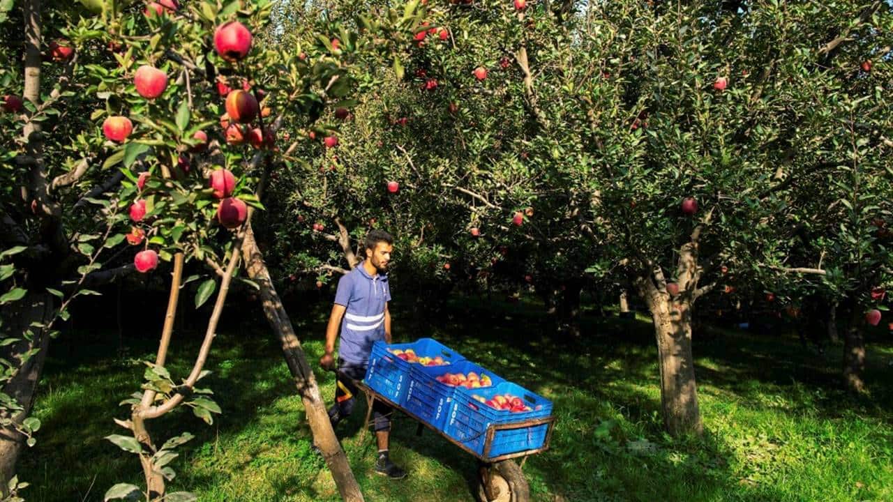 OPINION | India’s apple growers fear trade deals may cost them dear