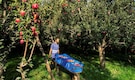 OPINION | India’s apple growers fear trade deals may cost them dear