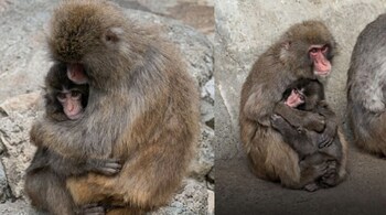 Viral baby monkey Punch receives long-awaited hug from his troop, internet  celebrates: 'Pure happiness'