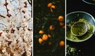 5 Japanese skincare ingredients that will give you a healthy glow