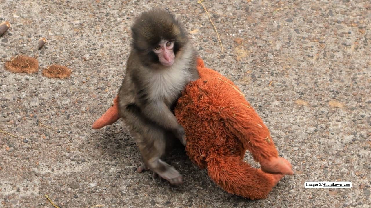 The baby monkey 'Punch' 