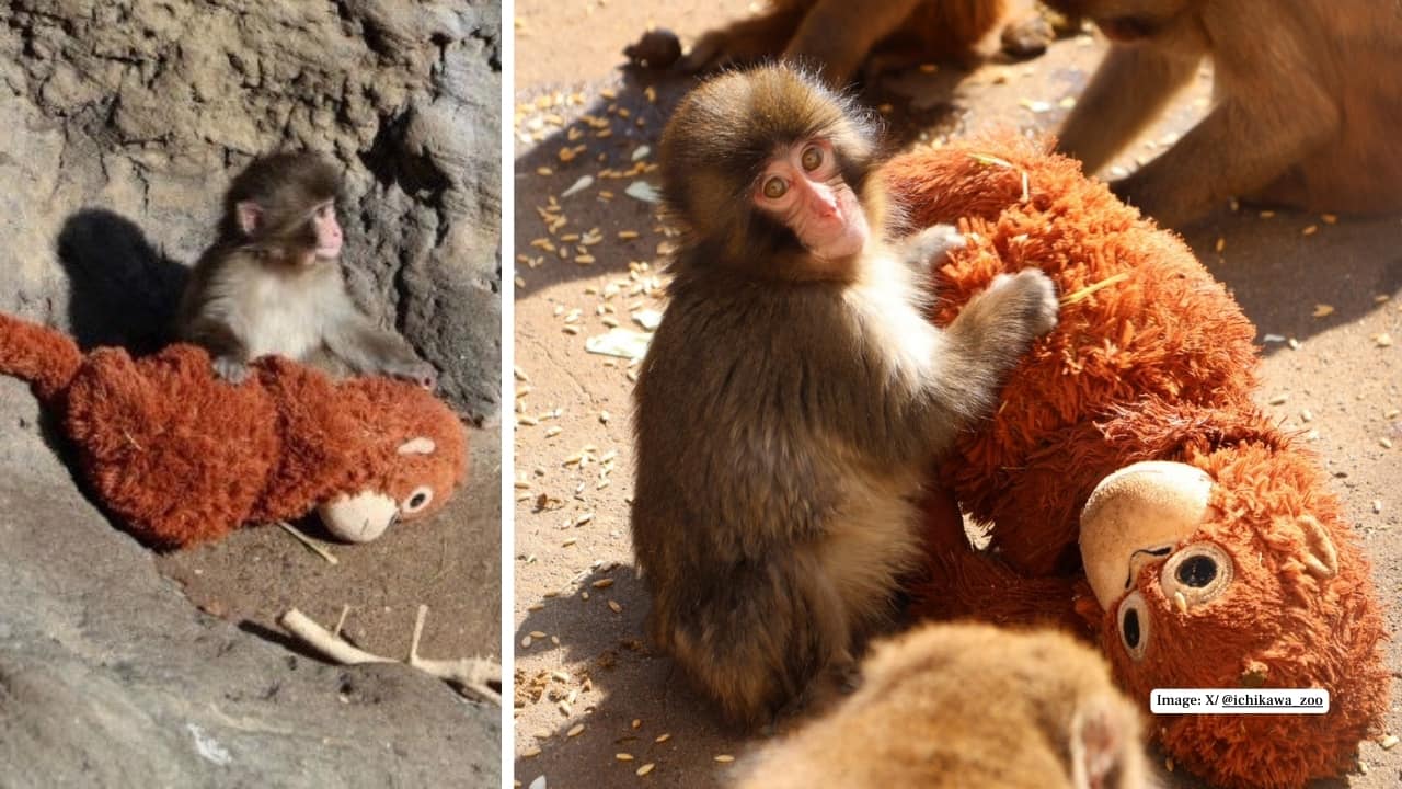 How to visit Punch, the viral baby monkey drawing visitors to Ichikawa City Zoo in Japan