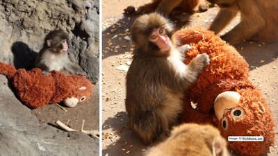 Punch, the viral baby Japanese macaque at Ichikawa City Zoo, is winning hearts worldwide with his bright orange plush companion.