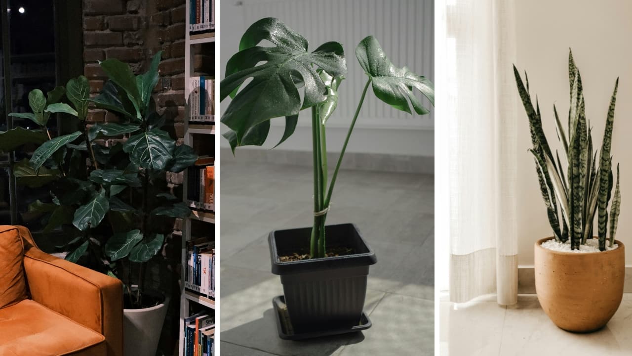 10 large plants for the living room that add a dramatic, bold touch