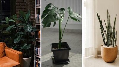 Looking to fill that empty corner? These 10 large leaf indoor plants bring drama, freshness and instant style to your home (Image: Pexels)