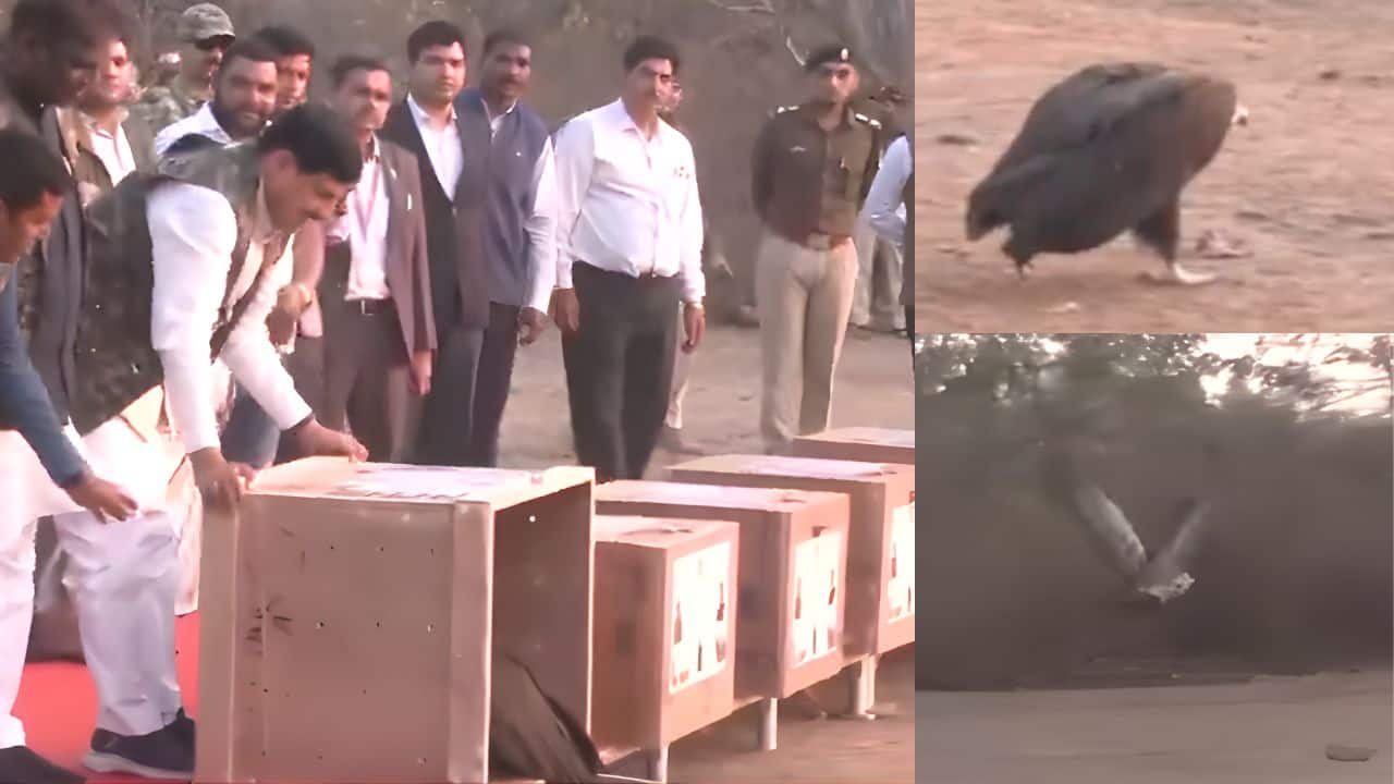 Released into the Wild: 5 "critically endangered" vultures were released at Halali Dam wetland in Madhya Pradesh