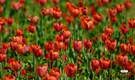 NDMC inaugurates Tulip Festival 2026 at Shanti Path; exhibition open to public throughout February