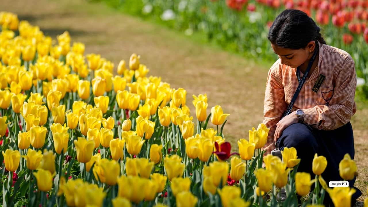 NDMC Tulip festival