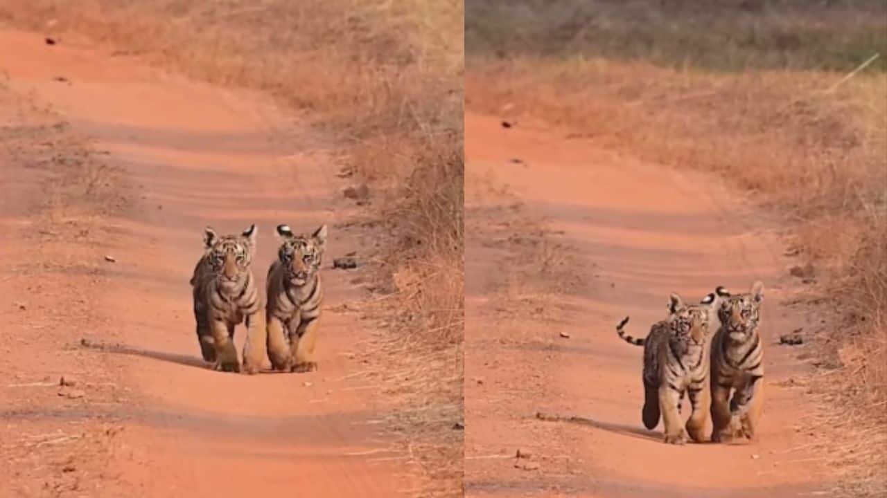 Twin tiger cubs from Tadoba Tiger Reserve steal hearts across the internet