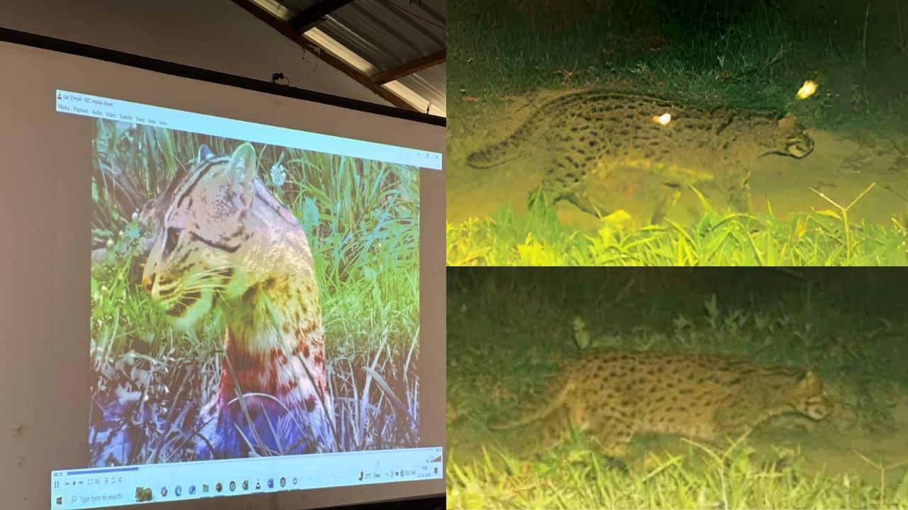 Project Fishing Cat: Kaziranga National Park records 57 Fishing Cats in its first focused survey