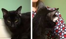 Meet Dobby, not a character from Harry Potter but a "four-eared cat" from Alabama stuns the internet!