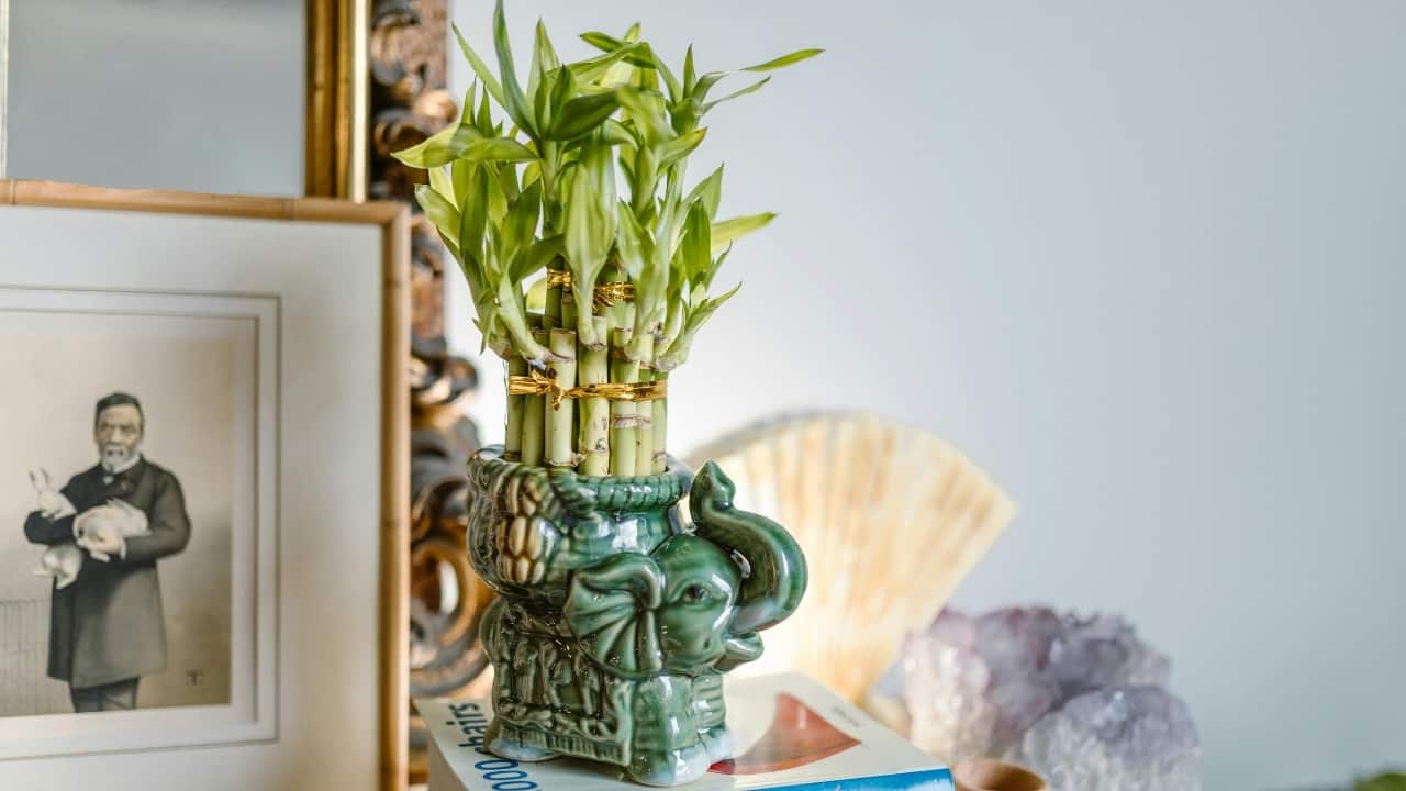 7 auspicious plants and flowers that bring wealth and prosperity to your home
