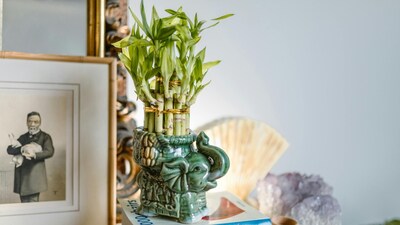In Feng Shui, the upward growth of Lucky Bamboo represents strength, resilience and a steady momentum (Image: Pexels)