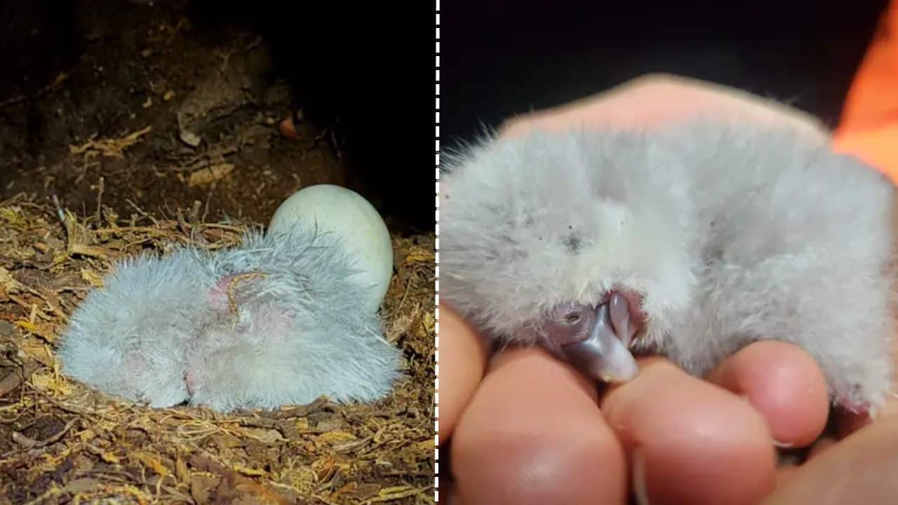 Rakiura laid 4 eggs in her underground nest. (Image: AP)