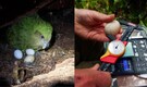 World’s only flightless parrot "Kakapo" enters rare breeding bloom in New Zealand after four years