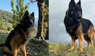 Meet Tyson: The Indian Army sniffer dog who was shot but helped hunt down 3 terrorists in J&K