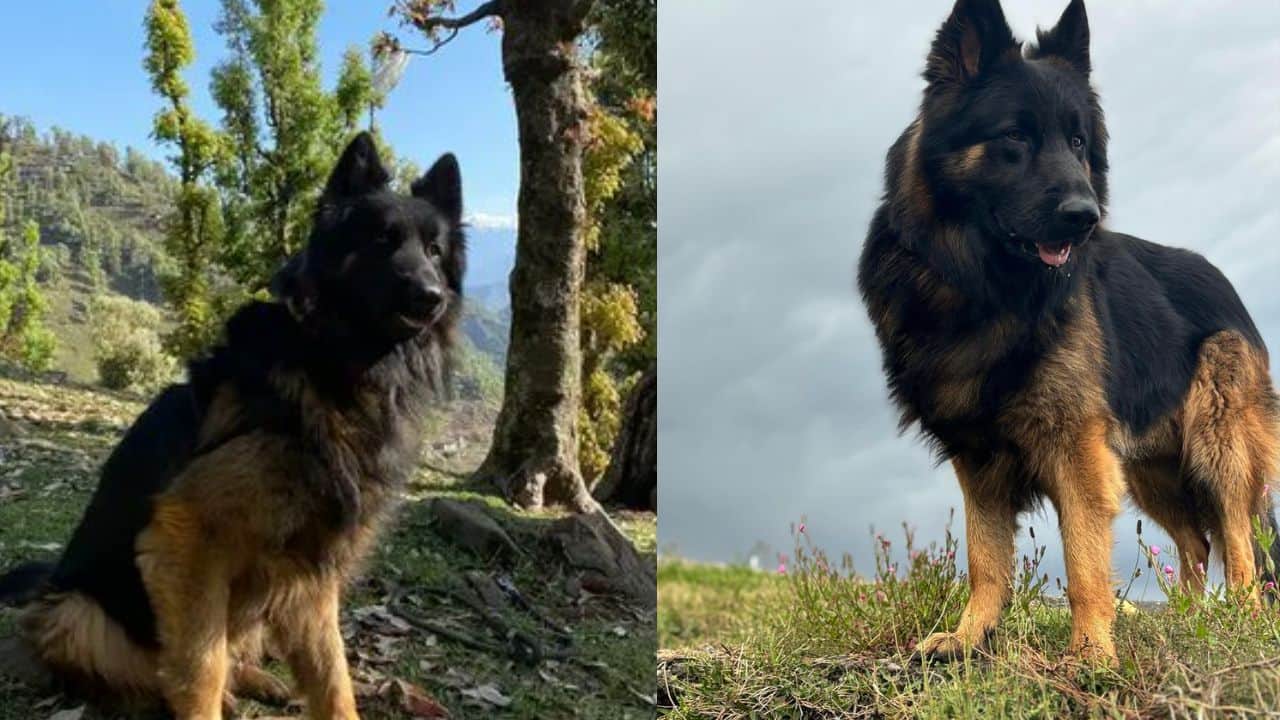 Meet Tyson: The Indian Army sniffer dog who was shot but helped hunt down 3 terrorists in J&K