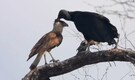 A Gentleman in the Wild? A rare grooming moment captured between a Black Vulture and Crested Caracara in Texas
