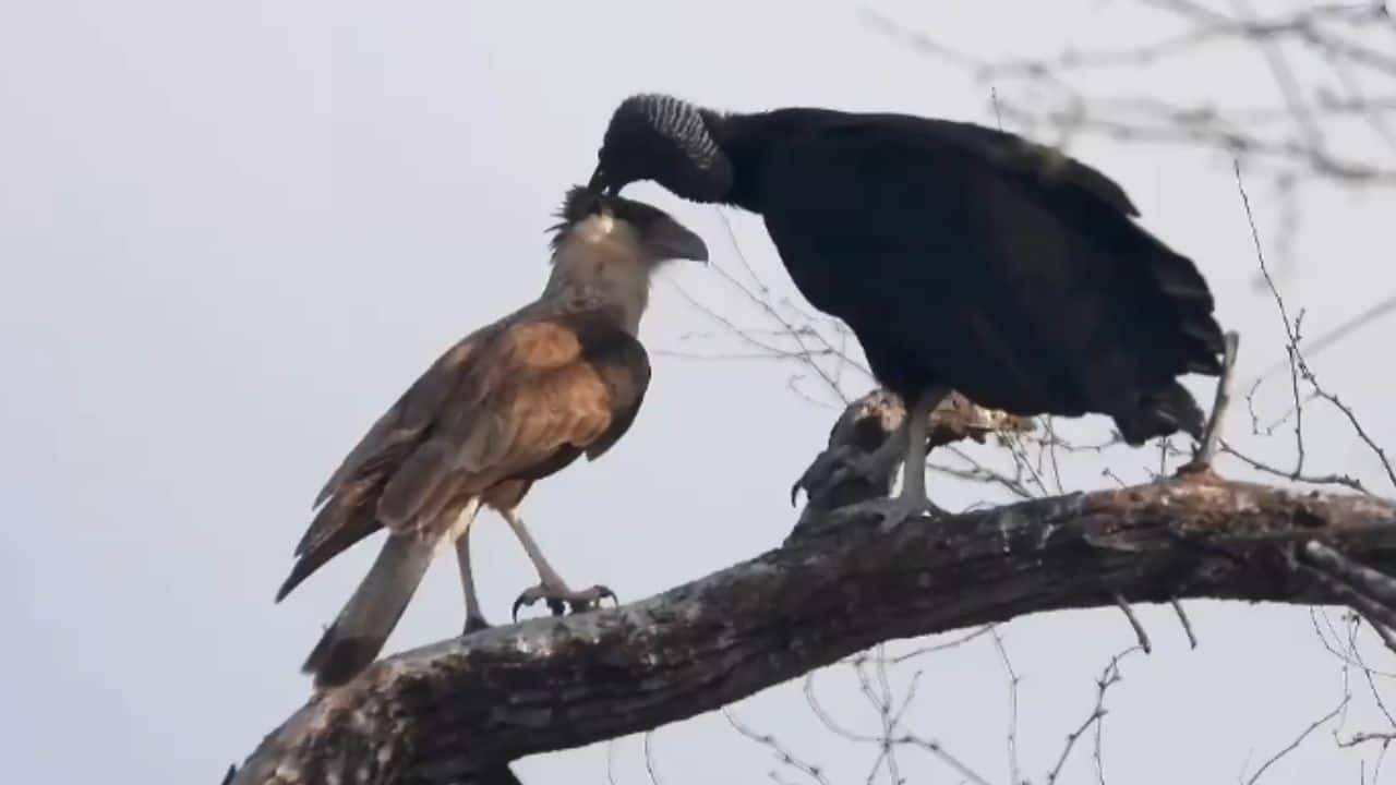 A Gentleman in the Wild? A rare grooming moment captured between a Black Vulture and Crested Caracara in Texas