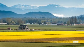 10 most beautiful flower fields in the world to visit once in a lifetime