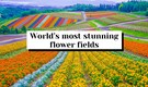 10 most beautiful flower fields in the world to visit once in a lifetime