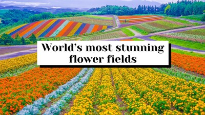 From tulip carpets in the Netherlands to lavender hills in France and alpine blooms in India, these flower fields turn entire landscapes into seasonal masterpieces.