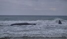Rare endangered giant sperm whale carcass washes ashore on Southern Israel beach