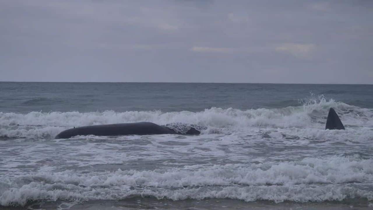 Rare endangered giant sperm whale carcass washes ashore on Southern Israel beach
