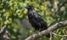 Singapore to resume crow shooting operations, why authorities say the move is necessary now