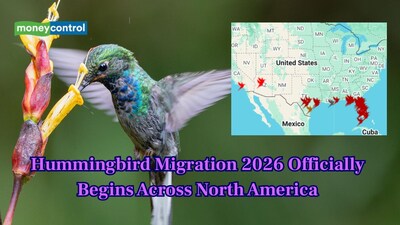 Hummingbird migration 2026 has begun across North America. (Image: Canva)