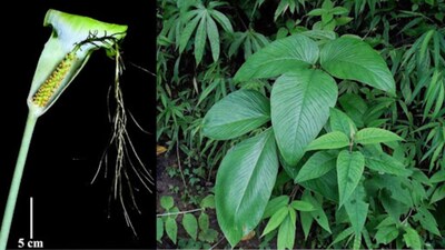 A whip-tailed cobra lily, resembling a striking snake, has been discovered in Mizoram. (Image: Botanical Survey of India)