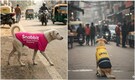 Mumbai ex-Microsoft techie's 'SaaS- Stray as a Service' idea is viral: 'Monetising real estate on dogs'