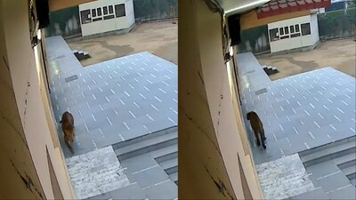 Video: Leopard enters Ghaziabad's Green Field School, hides in washroom; rescued after 3 hours