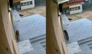 Video: Leopard enters Ghaziabad's Green Field School, hides in washroom; rescued after 3 hours