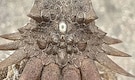 A 600-million-year-old one-eyed creature shaped modern human eyes and vision