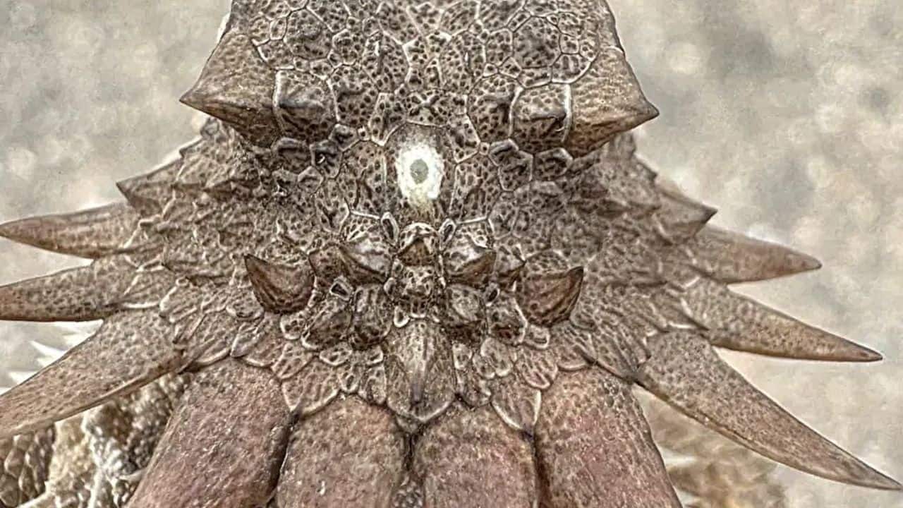 A 600-million-year-old one-eyed creature shaped modern human eyes and vision